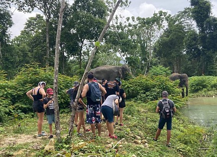 Feeding+Trekking with Elephants